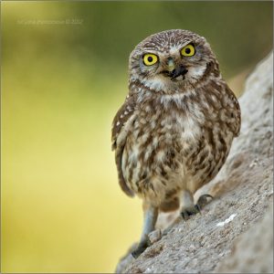 Little_Owls_Photos_by_Tat'yana_Zherebtsova_8