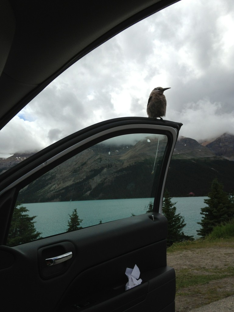This bird flew right to our car and left us a present. Up yours bird!