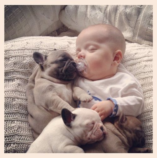 dog puppies baby