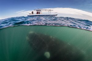 Whale Lurking Underneath boat Justin Hofman