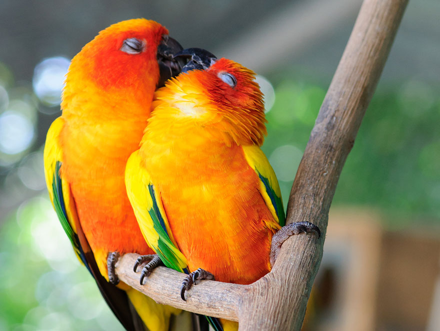 Parrots kissing. Image credit by Kitty Bern