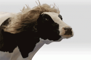 cow wig moo funny