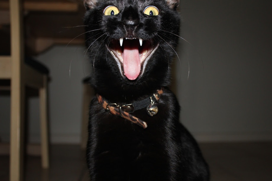 angry cat tbb terror screaming buzz