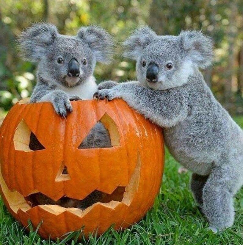 halloween cute pumpkin animals